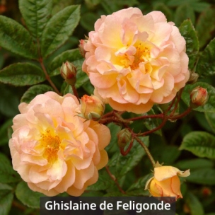 ghislaine_de_feligonde_label