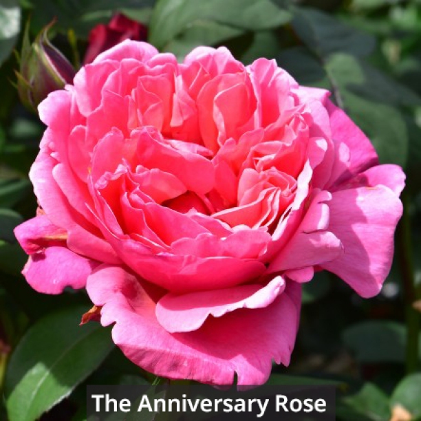 the_anniversary_rose_label