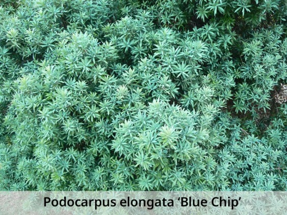 Podocarpus_elongatus-caption