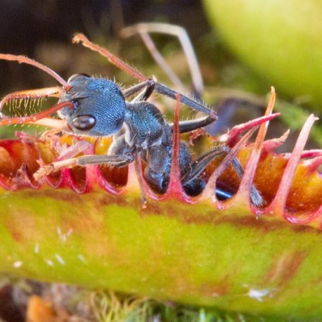 2015_09_15-ant-in-dionaea-muscipula-Droseraceae-carnivorous-flora